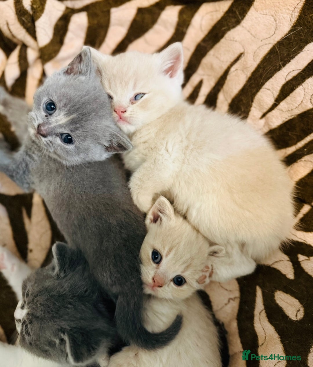 British Shorthair cats for sale: British Shorthair Kittens  - Image 8