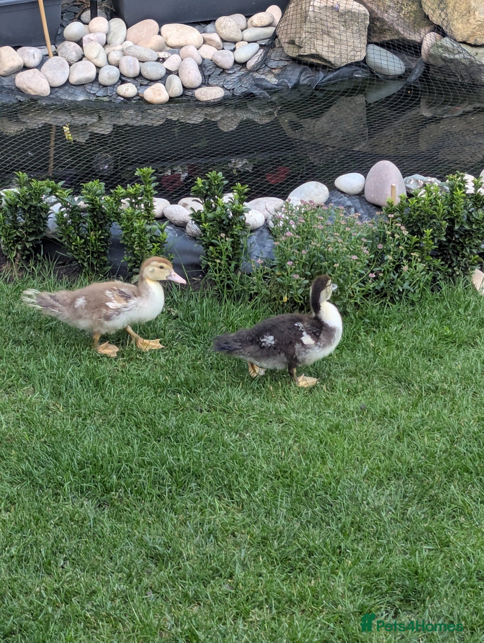 Ducks poultry X2 beautiful Muscovites ducklings  5 weeks old  - Advert 23