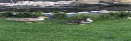 Ducks poultry for sale: X2 beautiful Muscovites ducklings  5 weeks old  - Advert 1
