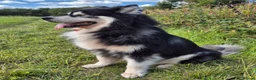 Alaskan Malamute dogs for stud: KC registered alaskan malamute for stud - Advert 7