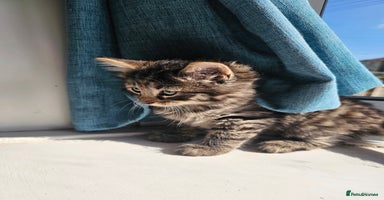 Mixed Breed cats - Advert 9