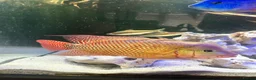Cichlids fish for sale: Red Terror cichlid 20cm in Staines - Advert 4