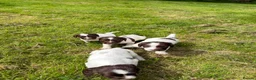 English Springer Spaniel dogs for sale: English Springer Spaniel  in Dunkeld - Advert 9