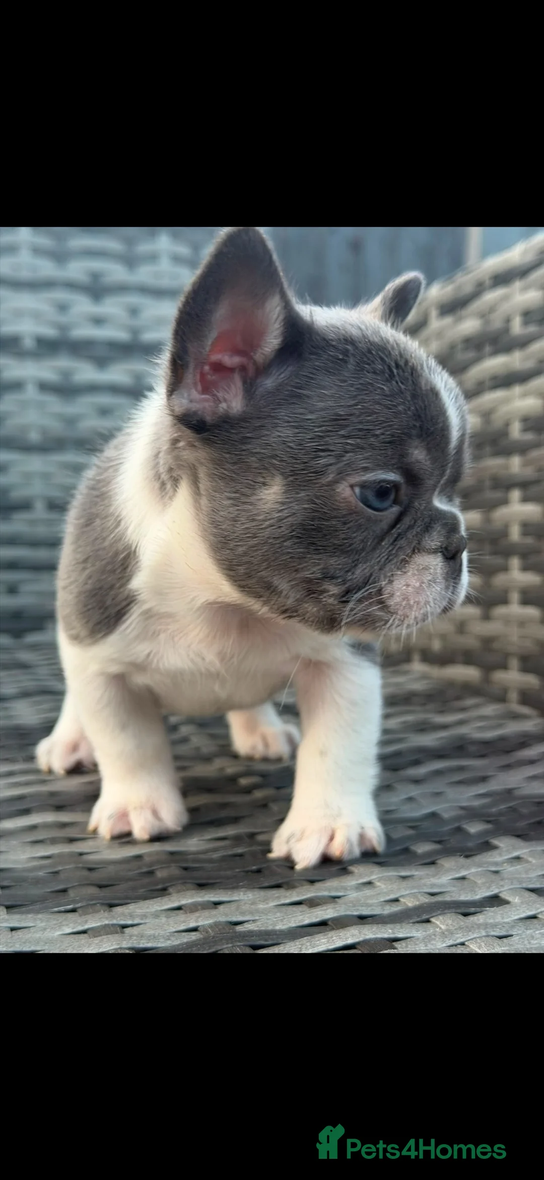 French Bulldog dogs for sale: 2 Stunning little boys for sale🩵 - Advert 2
