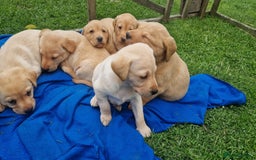 Labrador Retriever dogs for sale: Labrador puppies looking for 5* homes - Image 2