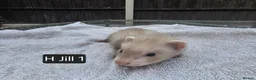 Ferret rodents for sale: Full, Semi & Half Angora Kits - Advert 14