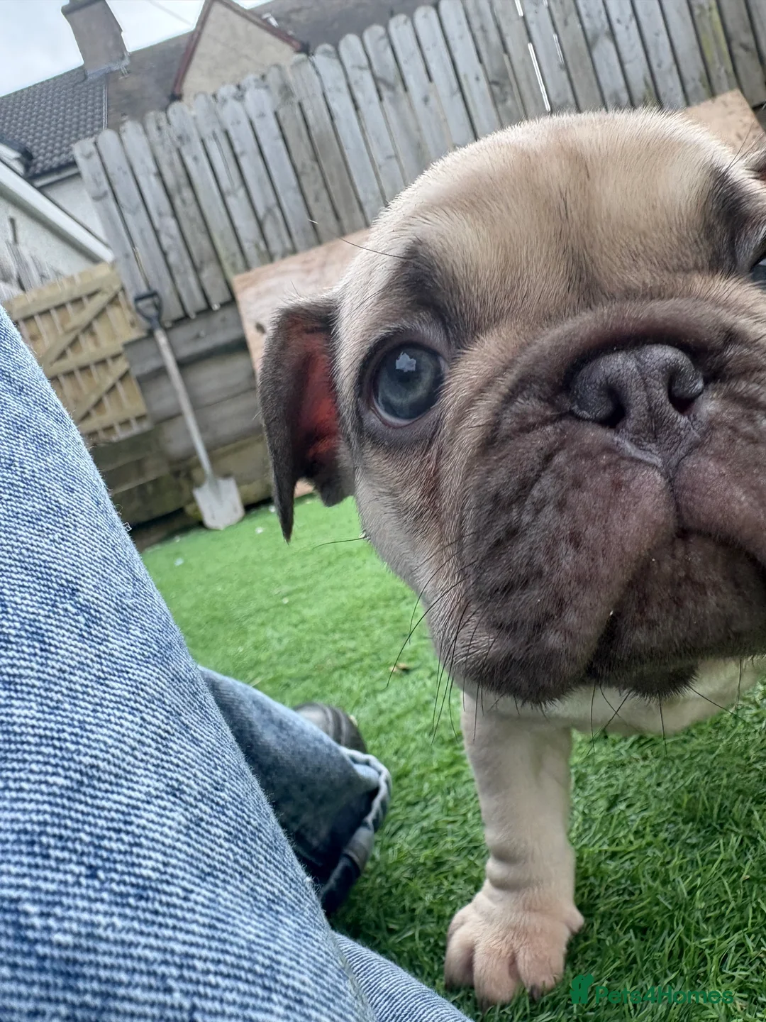 French Bulldog dogs for sale: French Bulldog Puppies - Fawn/Cream - Advert 11