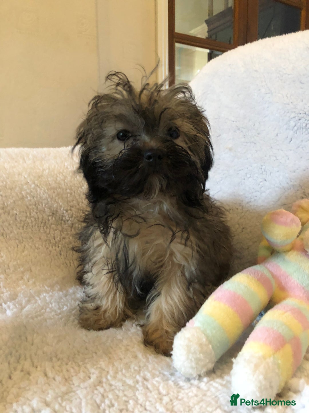 Shihpoo dogs for sale: shihpoo puppies for sale  - Advert 2