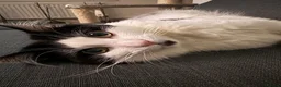 Mixed Breed cats for sale: Mixed Breed Cat For Sale - Advert 2