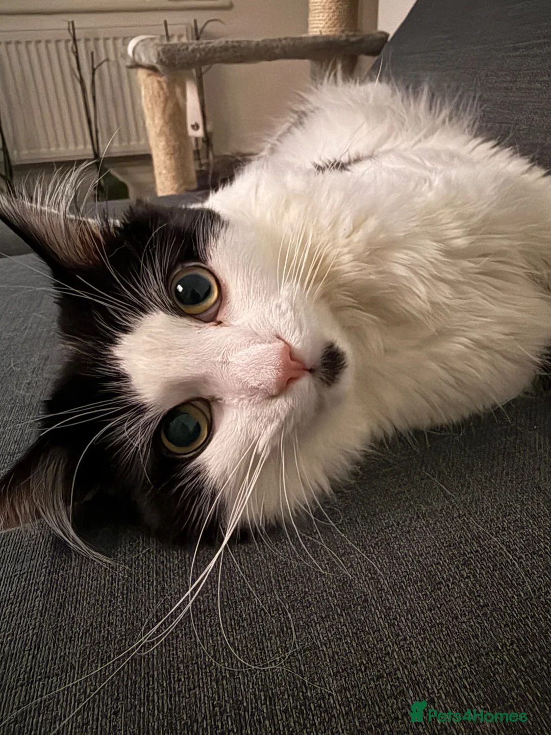 Mixed Breed cats for sale: Mixed Breed Cat For Sale - Advert 2