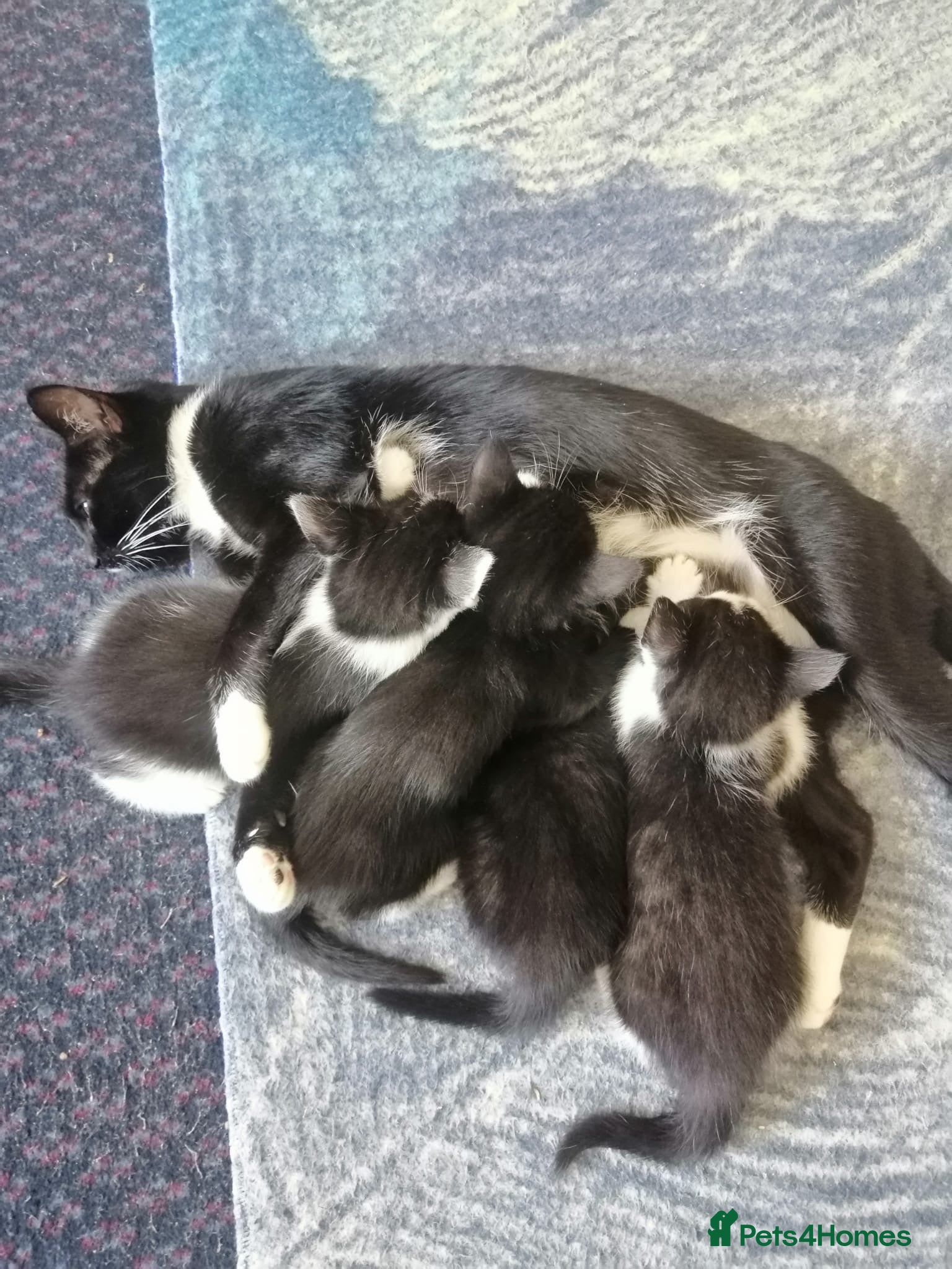Mixed Breed cats Kittens - Advert 1