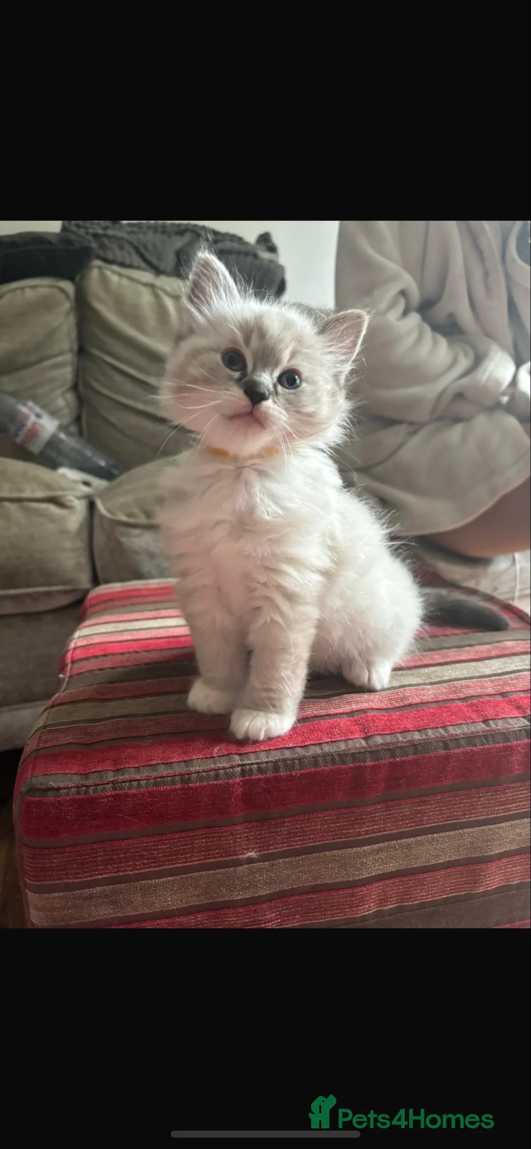 Ragdoll cats for stud: Seal Lynx Ragdoll Stud TICA in Colchester - Advert 11