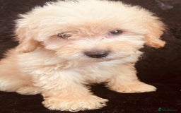 Goldendoodle dogs for sale: Adorable Golden Doodle F1B Miniature Boy  - Image 3