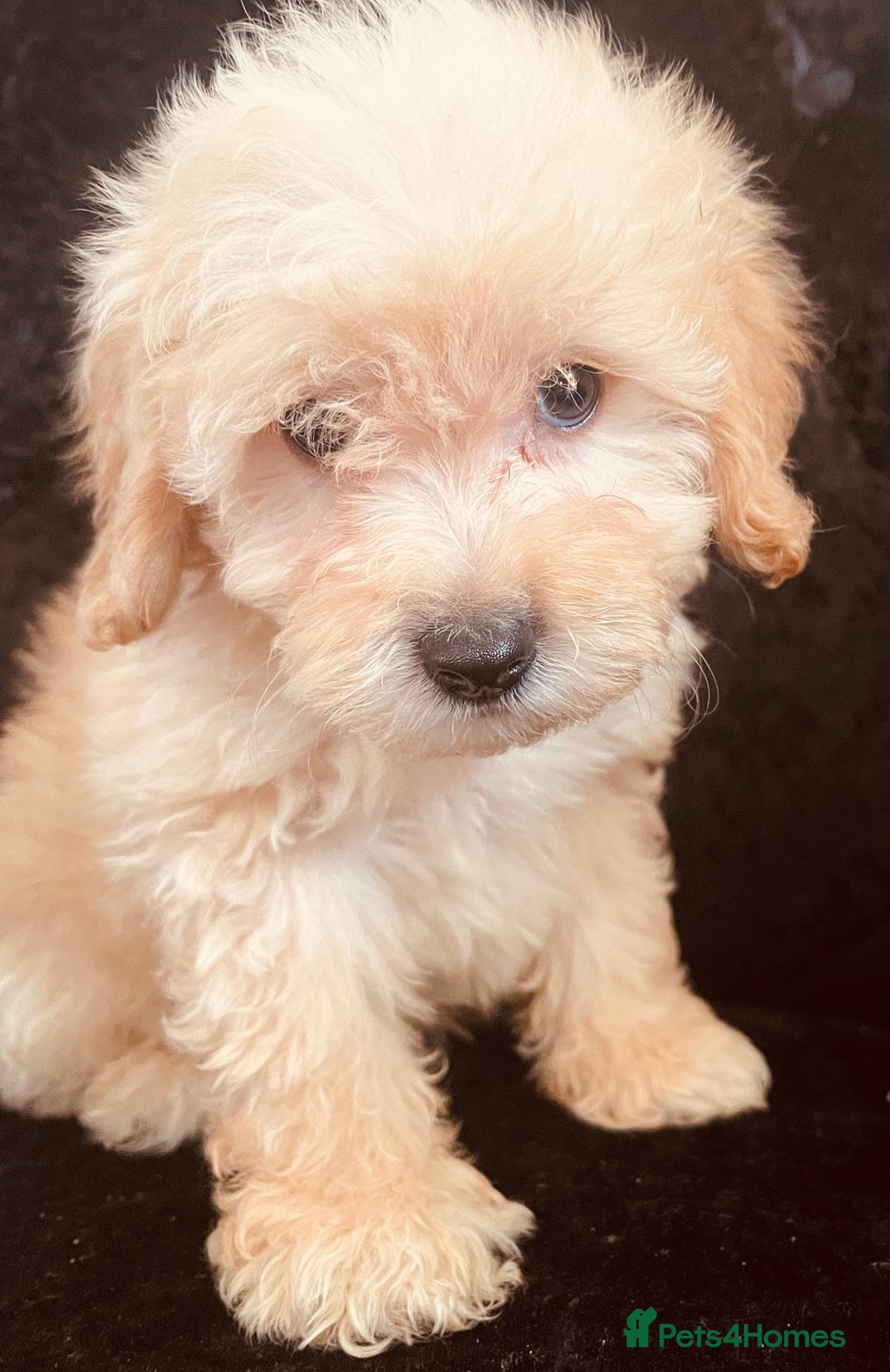 Goldendoodle dogs for sale: Adorable Golden Doodle F1B Miniature Boy  - Image 3
