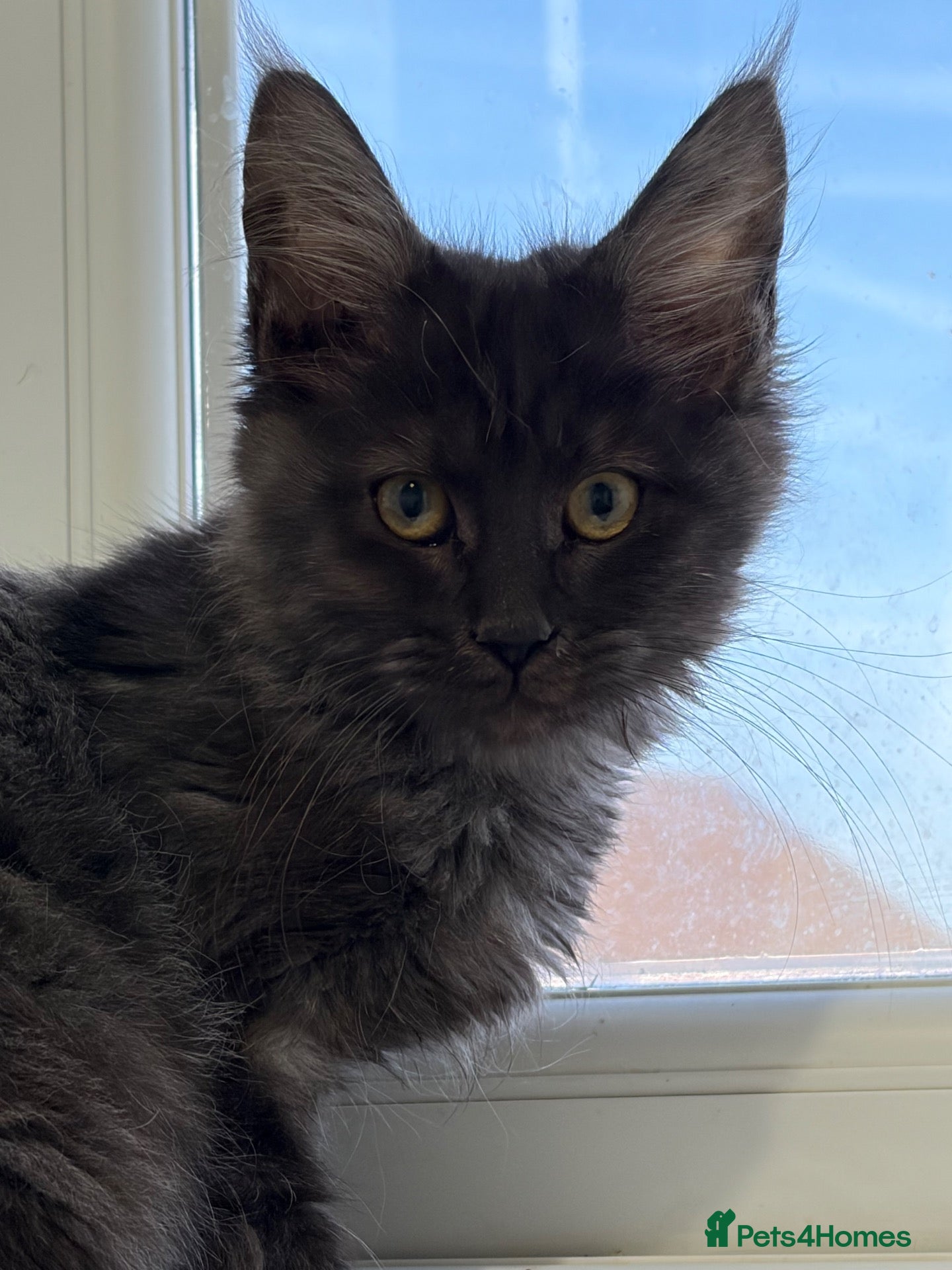 Maine Coon cats for sale: Female full bred Maine coons - Advert 1