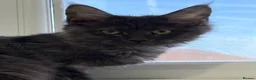 Maine Coon cats for sale: Female full bred Maine coons - Advert 1