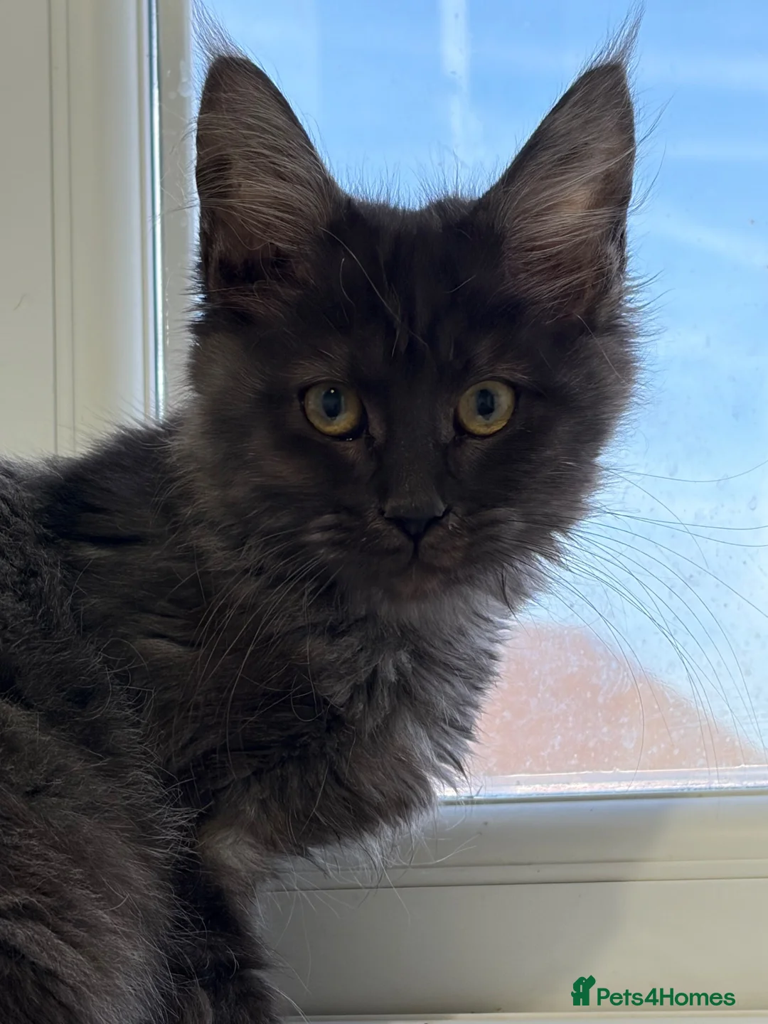 Maine Coon cats for sale: Female full bred Maine coons - Advert 1
