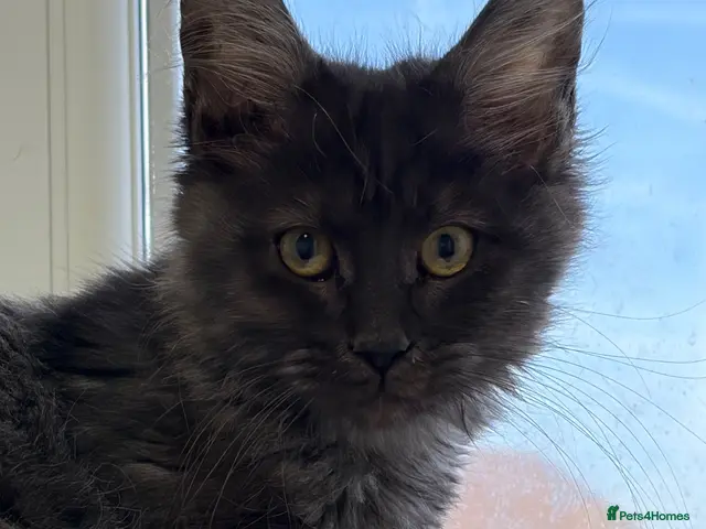 Maine Coon cats for sale: Female full bred Maine coons - Advert 1