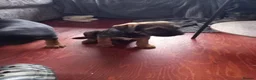 Border Terrier dogs for sale: KC Reg Border Terrier Dog Pups - Advert 4