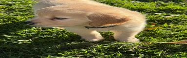 Sue