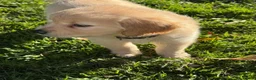 Golden Retriever dogs for sale: Beautiful Purebred golden retriever puppies - Advert 9
