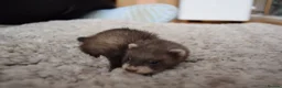 Ferret rodents for sale: Beautiful Kits  in Peterlee - Advert 16