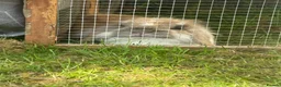 Mini Lop rabbits for sale: Mini Lionlop bunnies  - Advert 19
