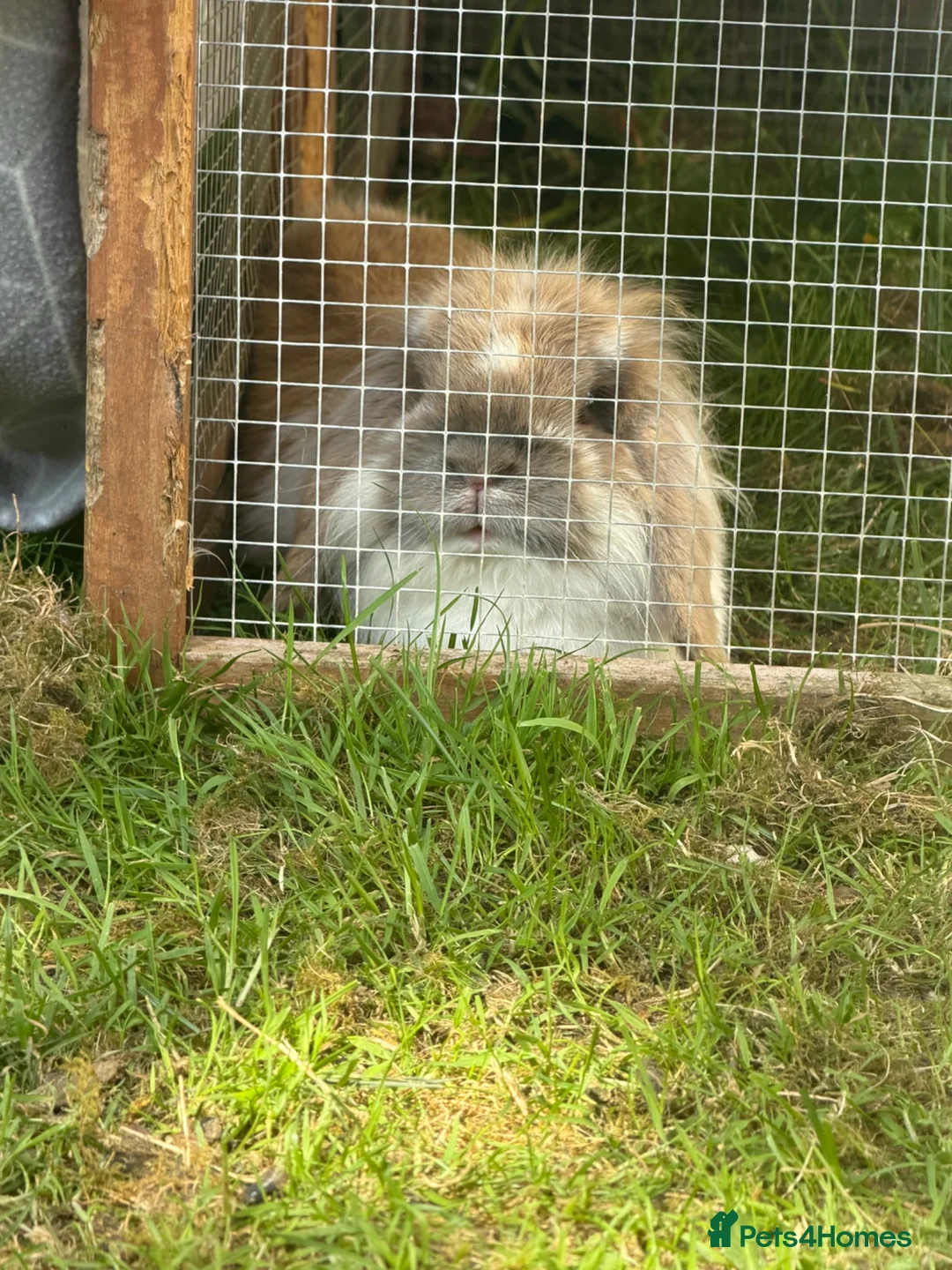Mini Lop rabbits for sale: Mini Lionlop bunnies  - Advert 19