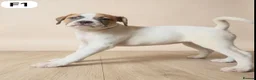 American Bulldog dogs for sale: American Bulldog Puppies - Advert 7