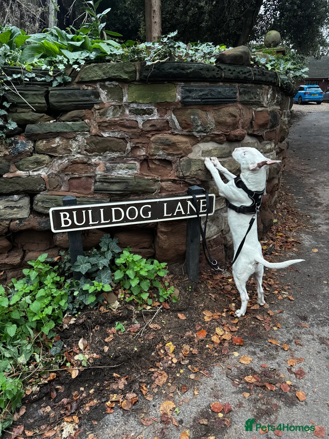 English Bull Terrier dogs for sale: Bull terrier  - Advert 9