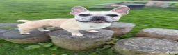 French Bulldog dogs for sale: KC REG FRENCHIE NEUTERED MALE  - Advert 3