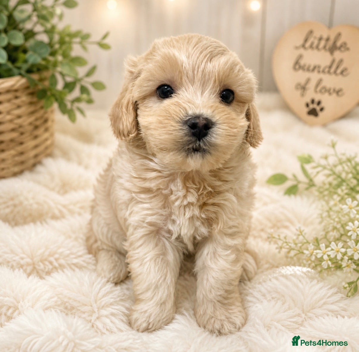 Maltipoo dogs Exceptional Genuine Maltipoo Puppies  - Advert 5