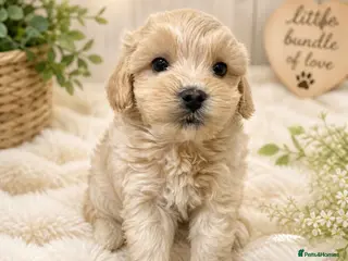 Maltipoo dogs Exceptional Genuine Maltipoo Puppies - Advert 5