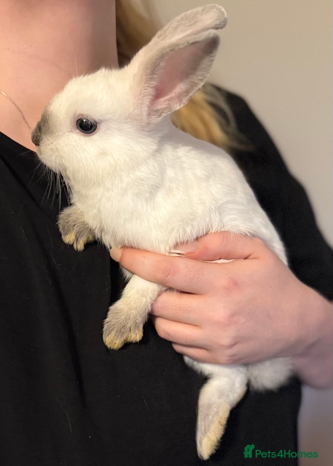Mixed Breed rabbits for sale: Dwarf Lionhead X Polish Rabbit Kits (Indoor Mixed) - Image 3