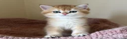 British Shorthair cats for sale: Quality Golden Kittens - Advert 4