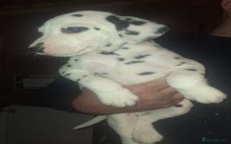 Dalmatian dogs for sale: Dalmatian pups - Image 8