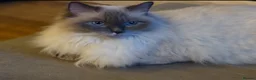 Ragdoll cats for sale: Stunning ragdoll kittens READY NOW - Advert 2