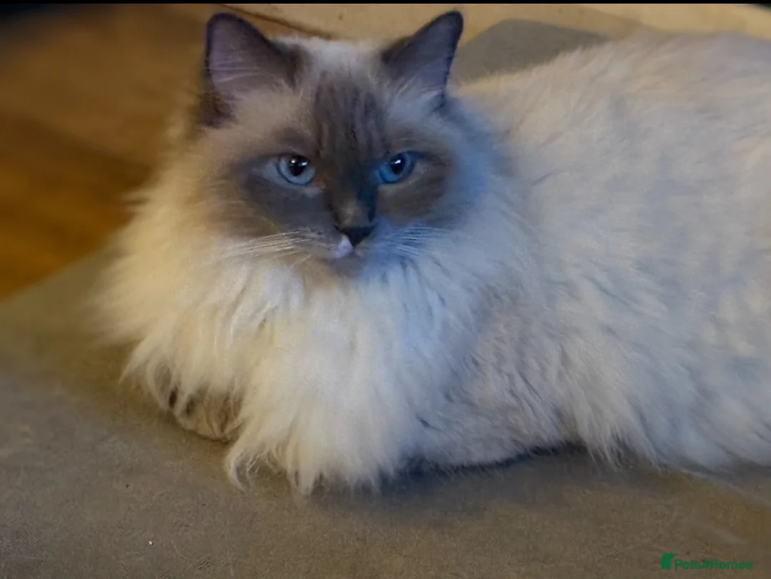 Ragdoll cats for sale: Stunning ragdoll kittens READY NOW - Advert 2