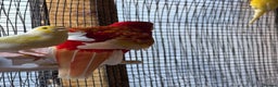 Mixed Breed birds for sale: Rubino rosella - Advert 2