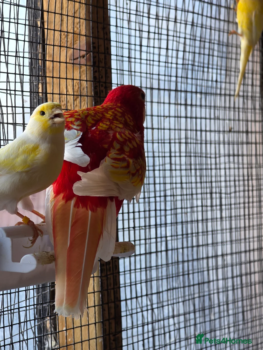 Mixed Breed birds for sale: Rubino rosella - Advert 2