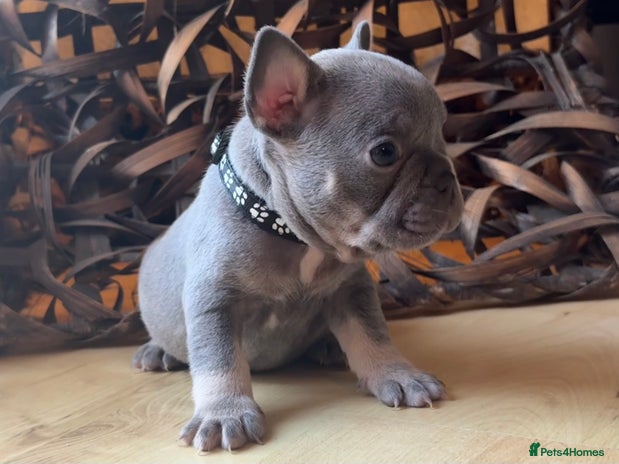 French Bulldog dogs READY FROM THIS WEEKEND! - Isabella’s & Lilacs - Advert 5