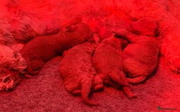 Cavachon dogs for sale: Gorgeous Cavapoochon’s Light Fox Red. - Image 15