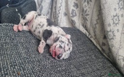 Mixed Breed dogs for sale: 8 Bully X Puppies  - Image 29