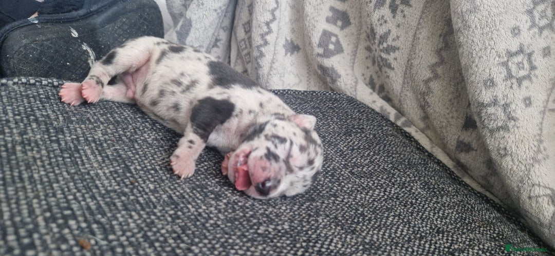 Mixed Breed dogs for sale: 8 Bully X Puppies  - Image 29