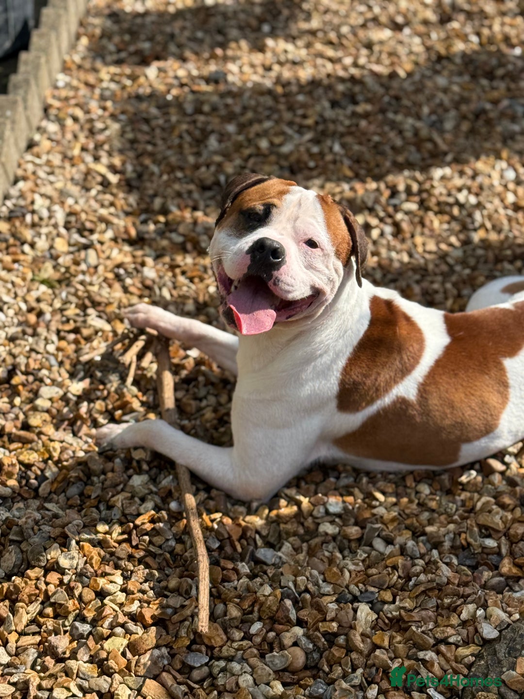 American Bull Staffy dogs for stud: Looking to stud - Image 16