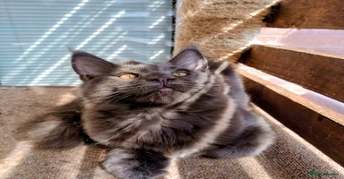 Maine Coon cats in Barnsley - Advert 12