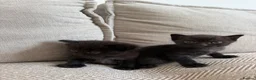 British Shorthair cats for sale:     Beautiful British Shorthair Cross Kittens - Advert 16