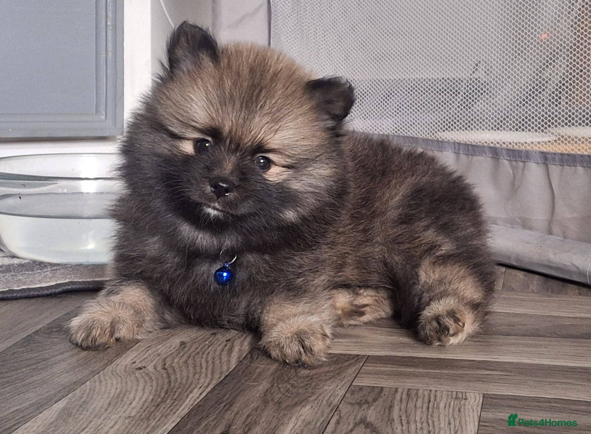 Pomeranian dogs 1 beautiful pom boy waiting for 4ever homes🥰 - Advert 5