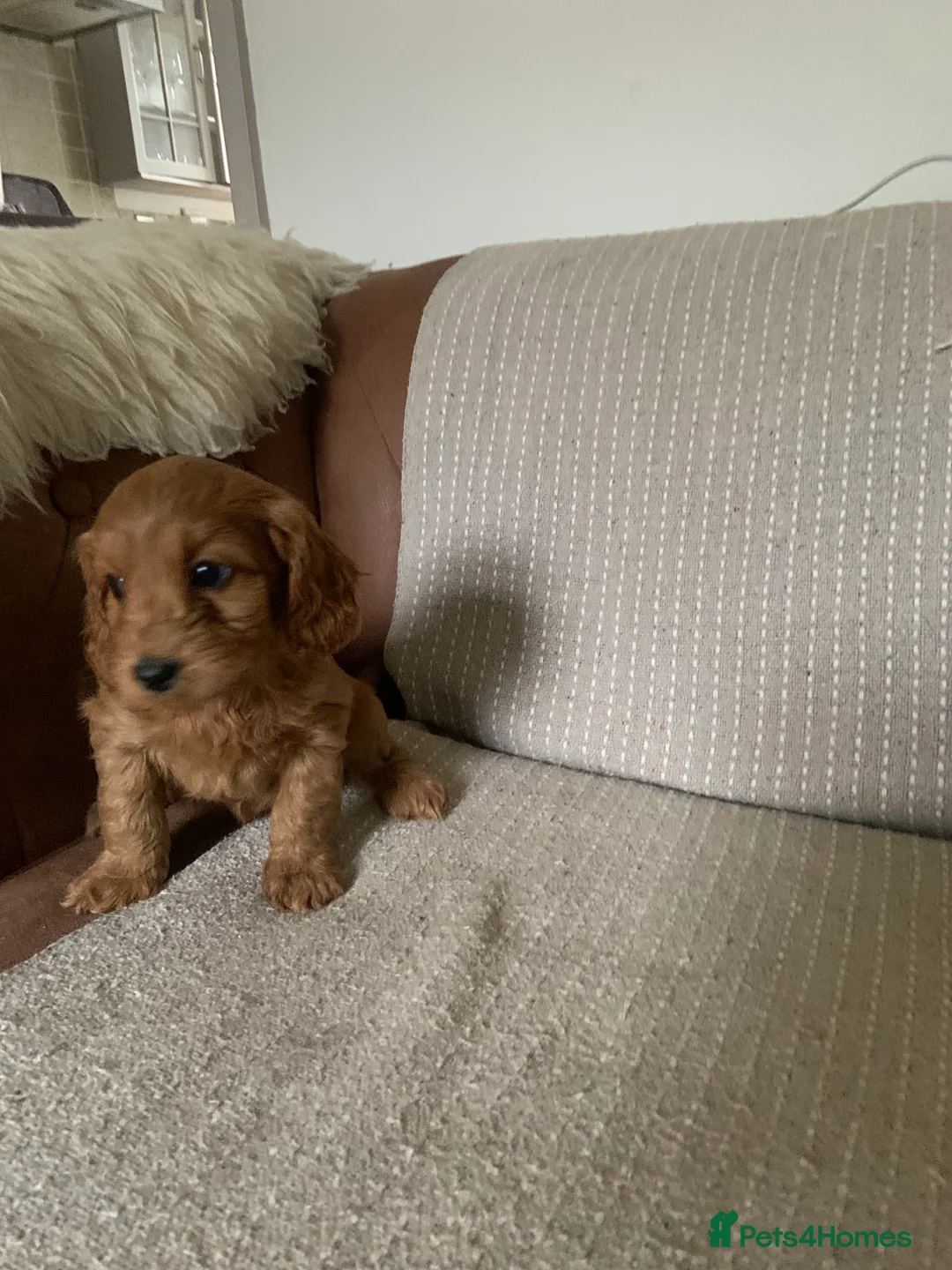 Cockapoo dogs for sale: F1 health tested Cockapoo puppies - Advert 9