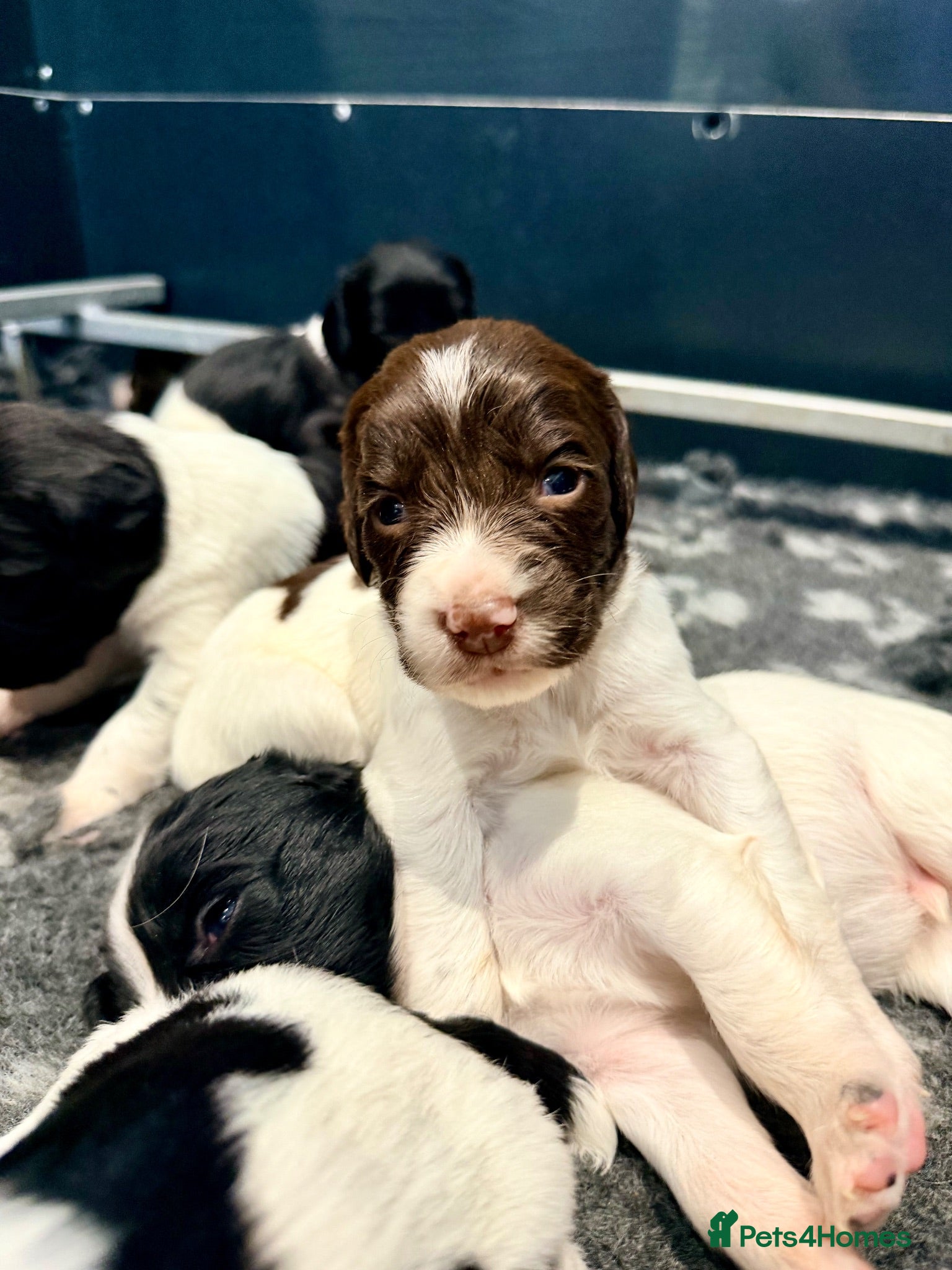 English Springer Spaniel dogs KC FTCH English Springer Spaniel Puppies - Advert 1